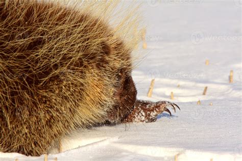 Porcupine In Winter 6228462 Stock Photo At Vecteezy