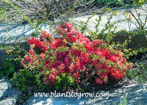 Texas scarlet flowering quince fruit. 4-8 | Plants To Grow Plants Database by Paul S. Drobot