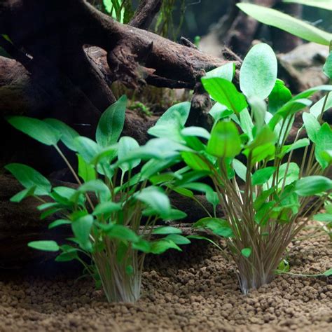 Cryptocoryne wendtii, the wendt's water trumpet, is a species of herb which is a popular aquarium plant which is native to sri lanka. Cryptocoryne Wendtii 'Green' APF® Free Shipping Live ...