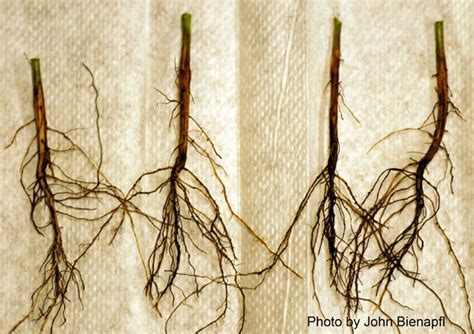 Fusarium Root Rot On Soybean Umn Extension