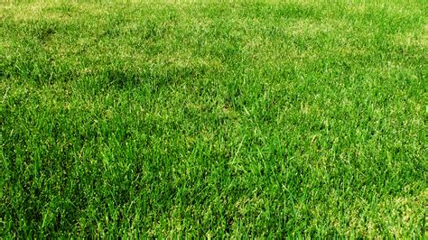 Grass Wallpaper 1920x1080 43178