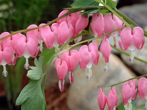 See full list on thespruce.com Spectabilis Dicentras aka "Bleeding Heart" - beautiful ...