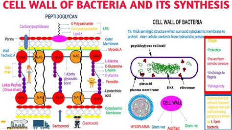 Cell Wall Of Bacteria And Its Synthesis How Antibiotics Inhibit