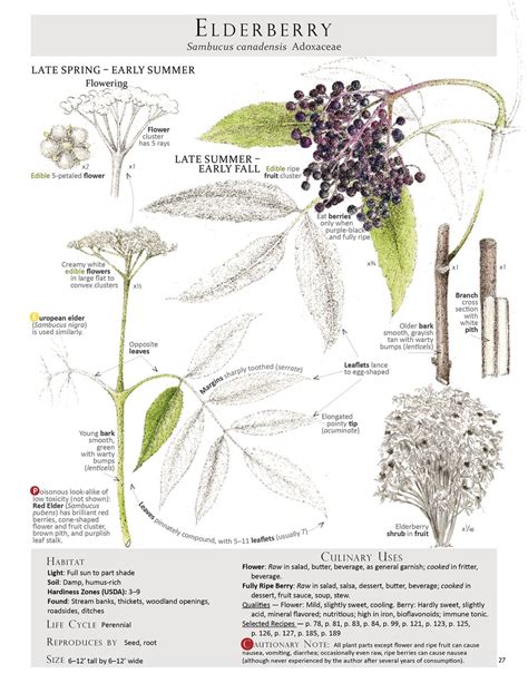 An Image Of The Elderberry Plant With Its Leaves And Flowers Labeled