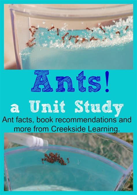 Ant Facts For Kids A Unit Study With Book Recommendations How To Set