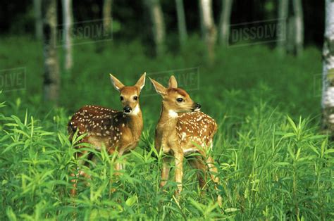 North America Usa Minnesota White Tailed Deer Fawns Odoceoileus
