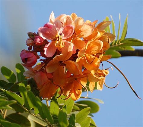 Cassia Grandis Efloraofindia