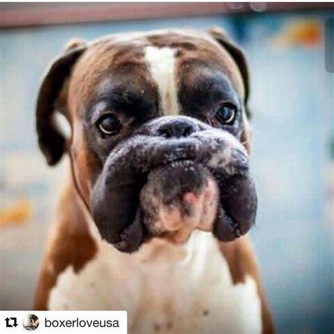 Awesome Boxer Dogs Info Is Available On Our Internet Site Read More