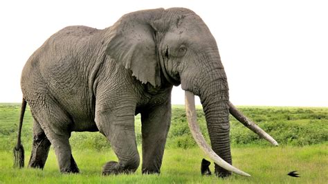 Tim An African Bush Elephant Loxodonta Africana At Amboseli National Park