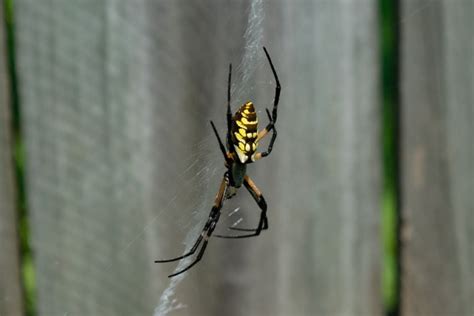 12 Spiders Found In Kentucky With Pictures Pet Keen