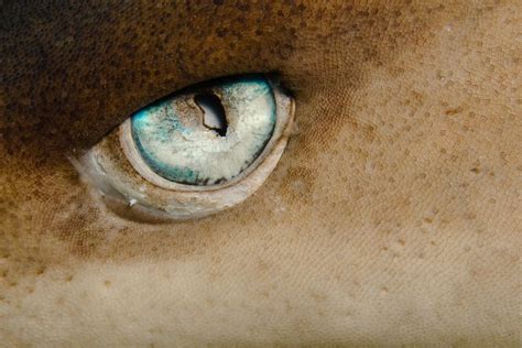 Whitetip Shark Eye By Saeed Rashid Shark Sea Creatures Animal Close Up