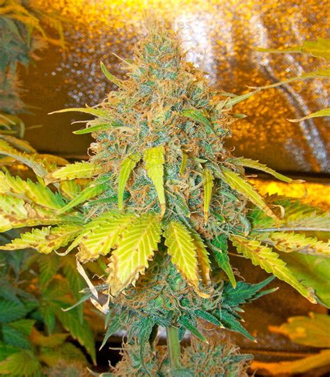 Pure Power Plant Feminized Seeds For Sale Information And Reviews