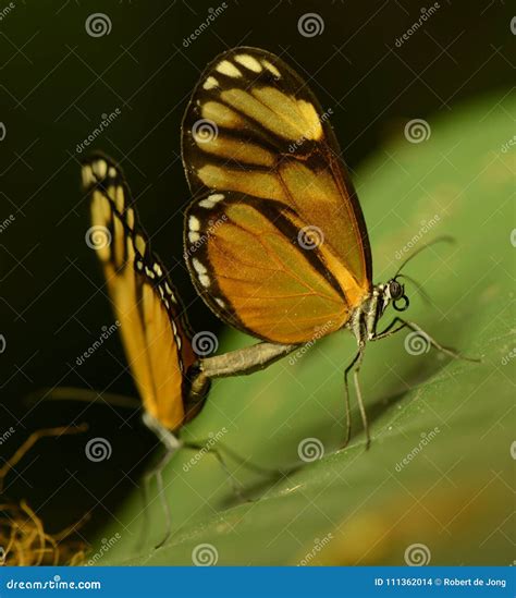 Butterflies In Love Stock Photo Image Of Dancing Butterflies 111362014
