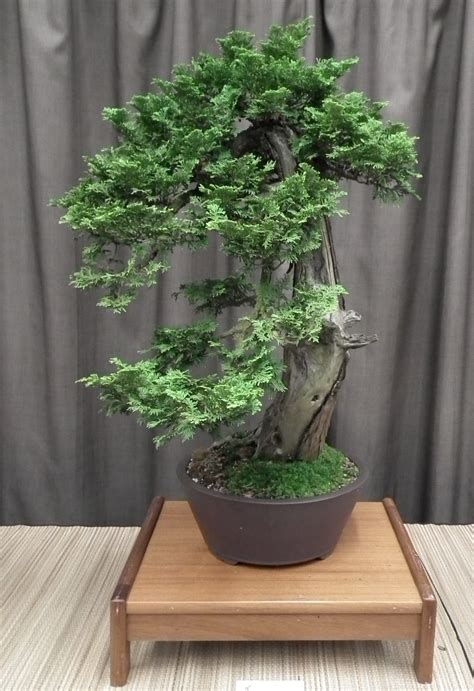 I'm a 20+ year old specimen tree in the slanting style of bonsai. Bonsai Tree: 17+ Modern Eastern White Pine Bonsai Pictures