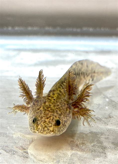 The Ideal Temperature For Baby Axolotls Mudfooted