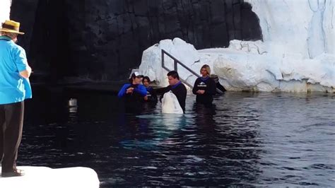 Sea World Beluga Whale Encounter Youtube