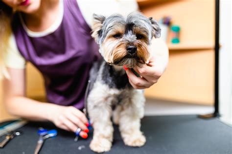What are the required skills for dog grooming? How Often Should Dogs Get Groomed? A Simple Guide ...