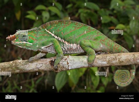 Endangered Rainforest Or Two Banded Chameleon Furcifer Balteatus