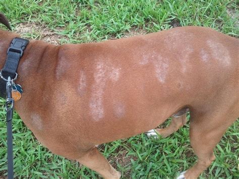Remedios Para Dermatitis En Perros O Canina