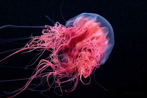 Pink Cyanea Capillata Jellyfish Lions Mane Jellyfish Underwater World