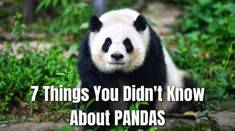 Things You Didn T Know About Pandas Youtube
