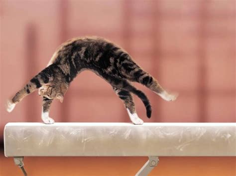 Gymnastics Cat Funny Animal Pictures Cute Funny Animals Funny Cute
