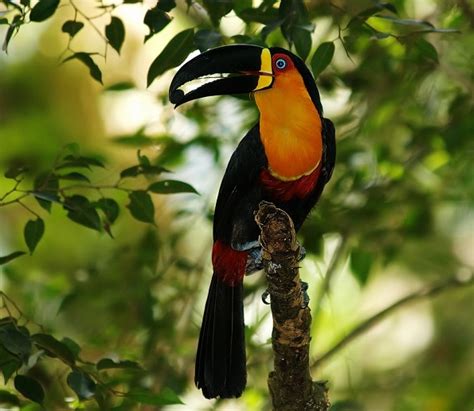 Le toucan ariel se nourrit surtout de fruits comme des figues ou des petites dattes. Turning my back on a Toucan - eatrio.net