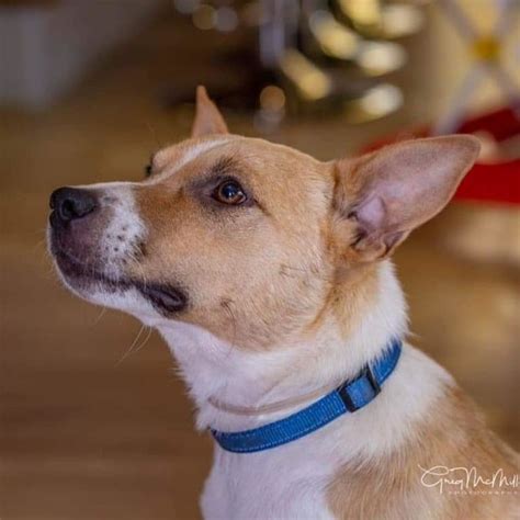 All of our available pets thank you for adopting and saving a life! Cam - Medium Male Australian Cattle Dog x Fox Terrier Mix ...