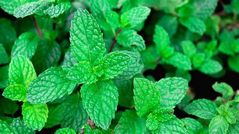 How To Plant Grow And Care For Peppermint