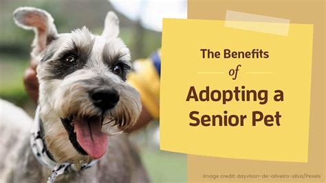The Benefits Of Adopting A Senior Pet Anniston Veterinary Clinic