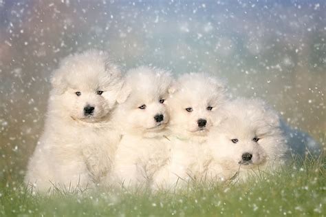 Hd Wallpaper Dogs Samoyed Animal Baby Animal Cute Fluffy Puppy