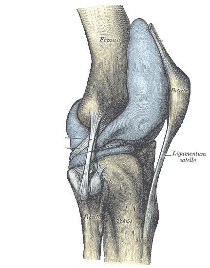 Patela Tibia Portal Do Jaleko Conte Dos Pr Ticos De Medicina Para