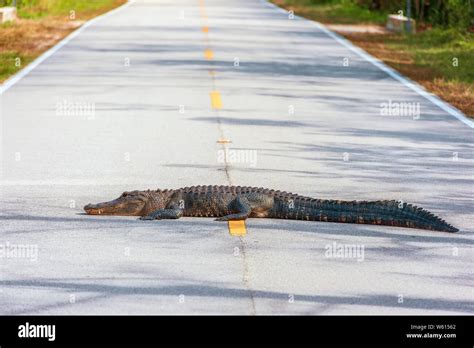 American Alligator Alligator Mississippiensis Lying Across The Road