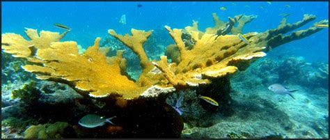 Are Corals Animals Or Plants Corals Are Sessile Which