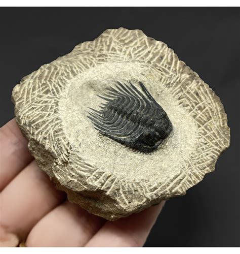 Fossils For Sale Fossils Spiny Middle Devonian Moroccan