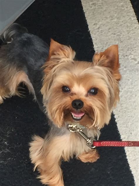 Pin By Mariale Calleja On Cooper Yorkie Dogs Yorkshire Terrier