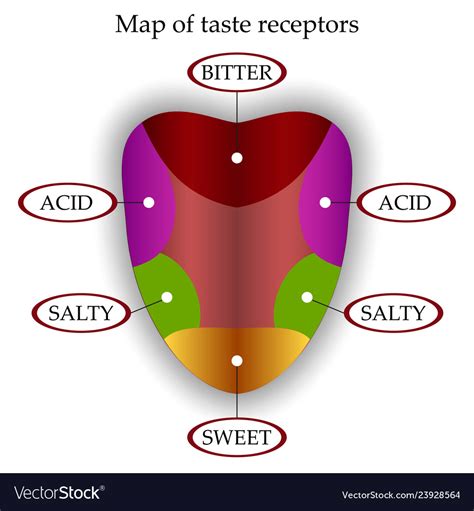 Map Of Taste Receptors In The Tongue Royalty Free Vector