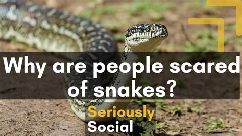 Why Are People Scared Of Snakes Seriously Social