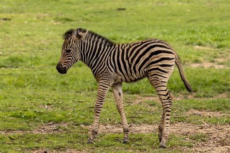 Newborn Zebra