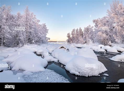 Snow Covered Trees On A River River Landscape In Winter Pallas
