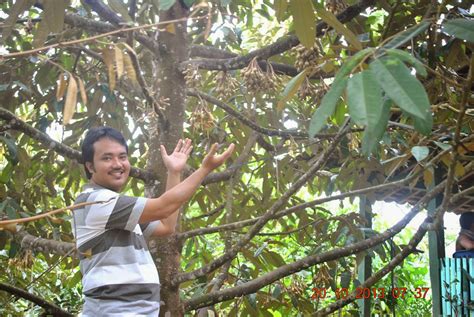 Manfaat air untuk tanaman buah yaitu. Cara Pemangkasan Pokok Durian yang Betul Supaya Berbuah ...