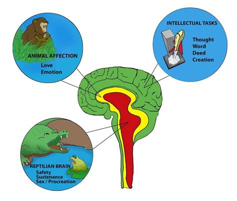 Reptilian Mind Triune Brain Theory Triune Brain Reptilian Brain Brain