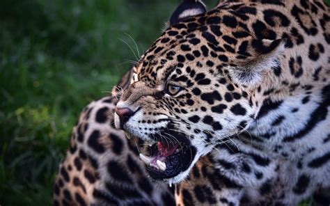 Download Wallpaper 1680x1050 Jaguar Predator Teeth Animal Wild Cat