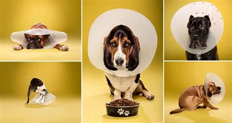 Ty Foster Took These Cute Photos Of Dogs Wearing The Cone Of Shame