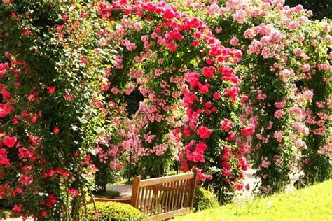 The Charming And Romantic Beauty Of A Splendid Rose Garden