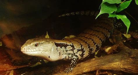 Eastern Blue Tongued Skink Blue Tongued Skinks Comprise Th Flickr