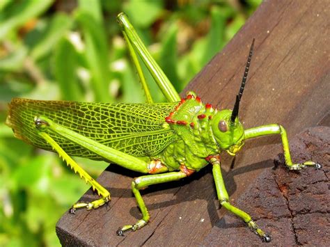 Green Milkweed Locust Grasshoppers Locusts And Allies Of South Africa