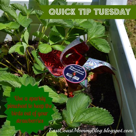 Get those pesky squirrels out of your garden once and for all with these tricks. East Coast Mommy: Quick Tip Tuesday #7 - Pinwheels in the ...