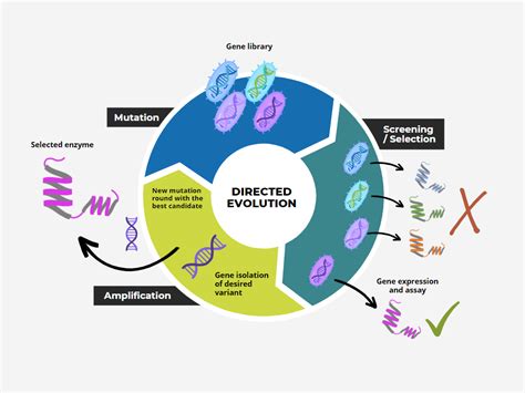 The Evolution Of Directed Evolution