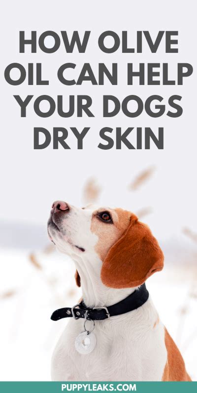 Can Olive Oil Help Your Dogs Dry Skin Puppy Leaks